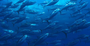 La pesca nel Mediterraneo.