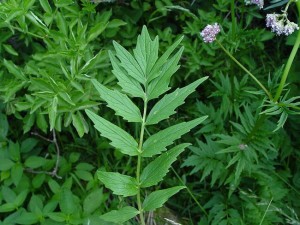Pianta medicinale di valeriana.