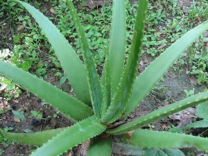 Aloe vera.