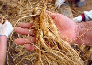 Radice di ginseng.