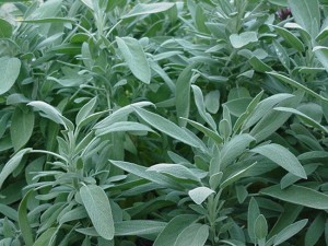 Salvia.